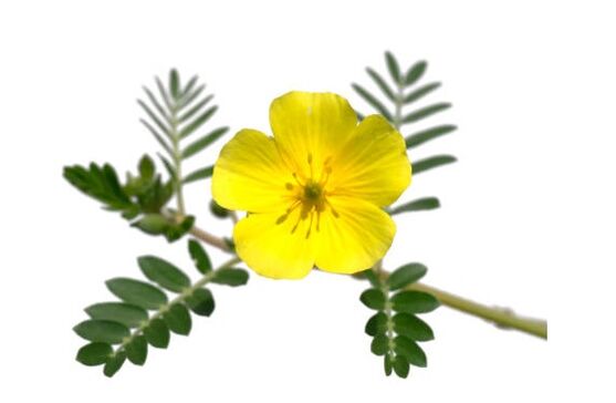 Gluconol съдържа Tribulus terrestris